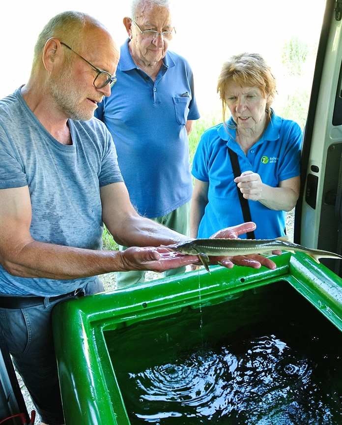 Individual in a blue tee-shirt measuring a small, green fish over a plastic tub.