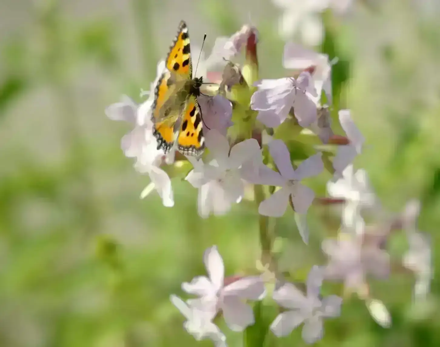 Ein bunter Schmetterling sitzt auf blühenden helllila Blumen vor einem verschwommenen grünen Hintergrund.